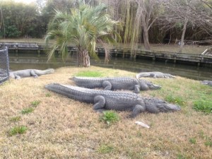 Very large alligators.