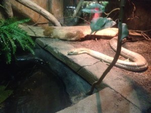 Yes. It's all one snake.