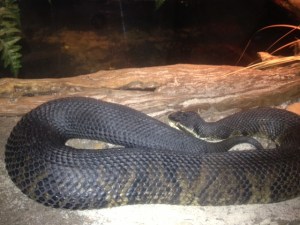 Water Moccasin