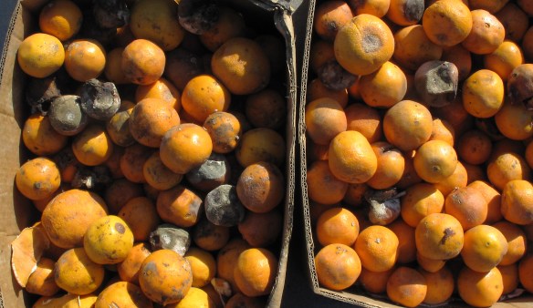 rotten2c_moldy_and_decaying_oranges