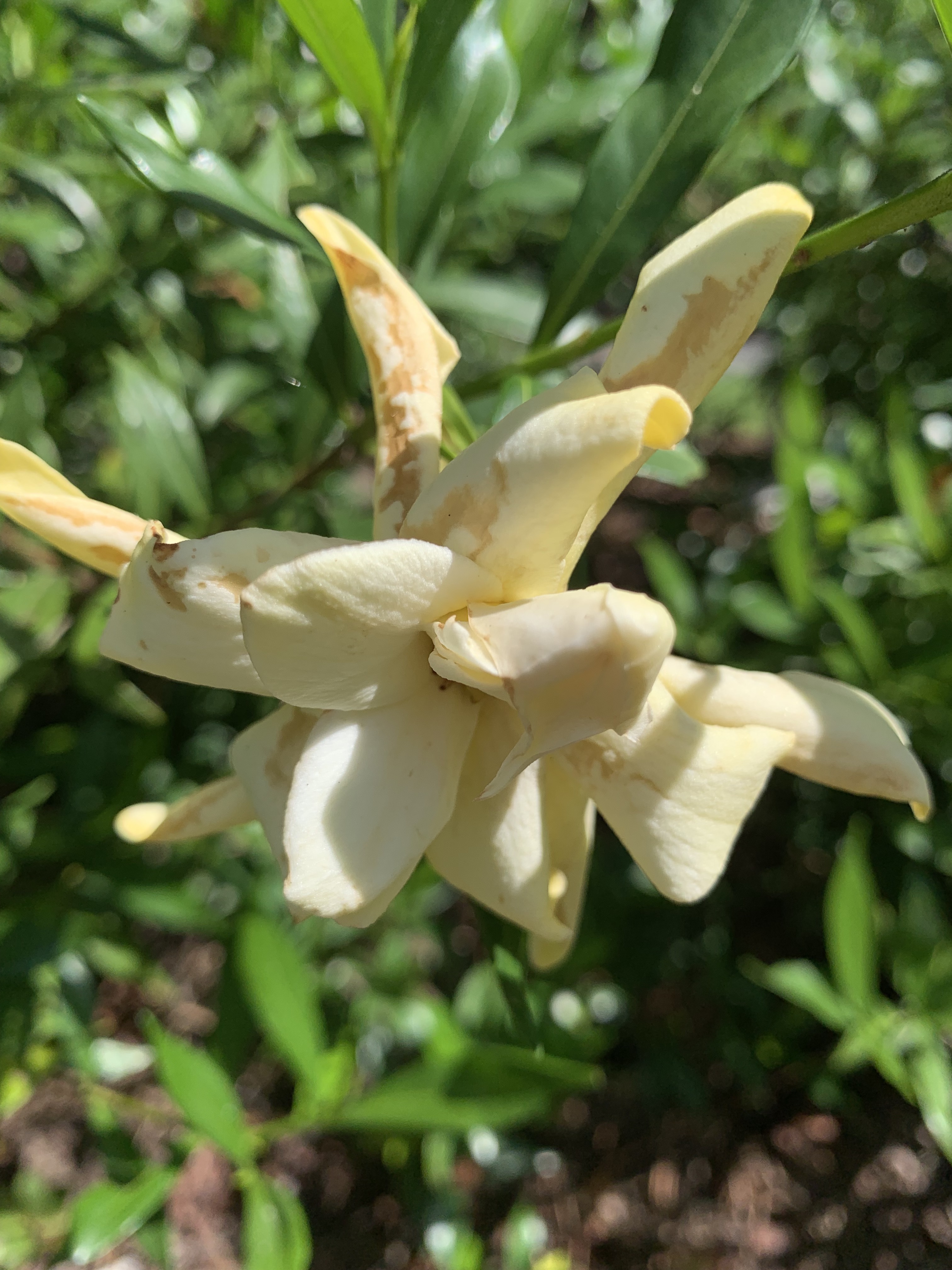 qDvCpuXdS72ABWqRrFiHdQ