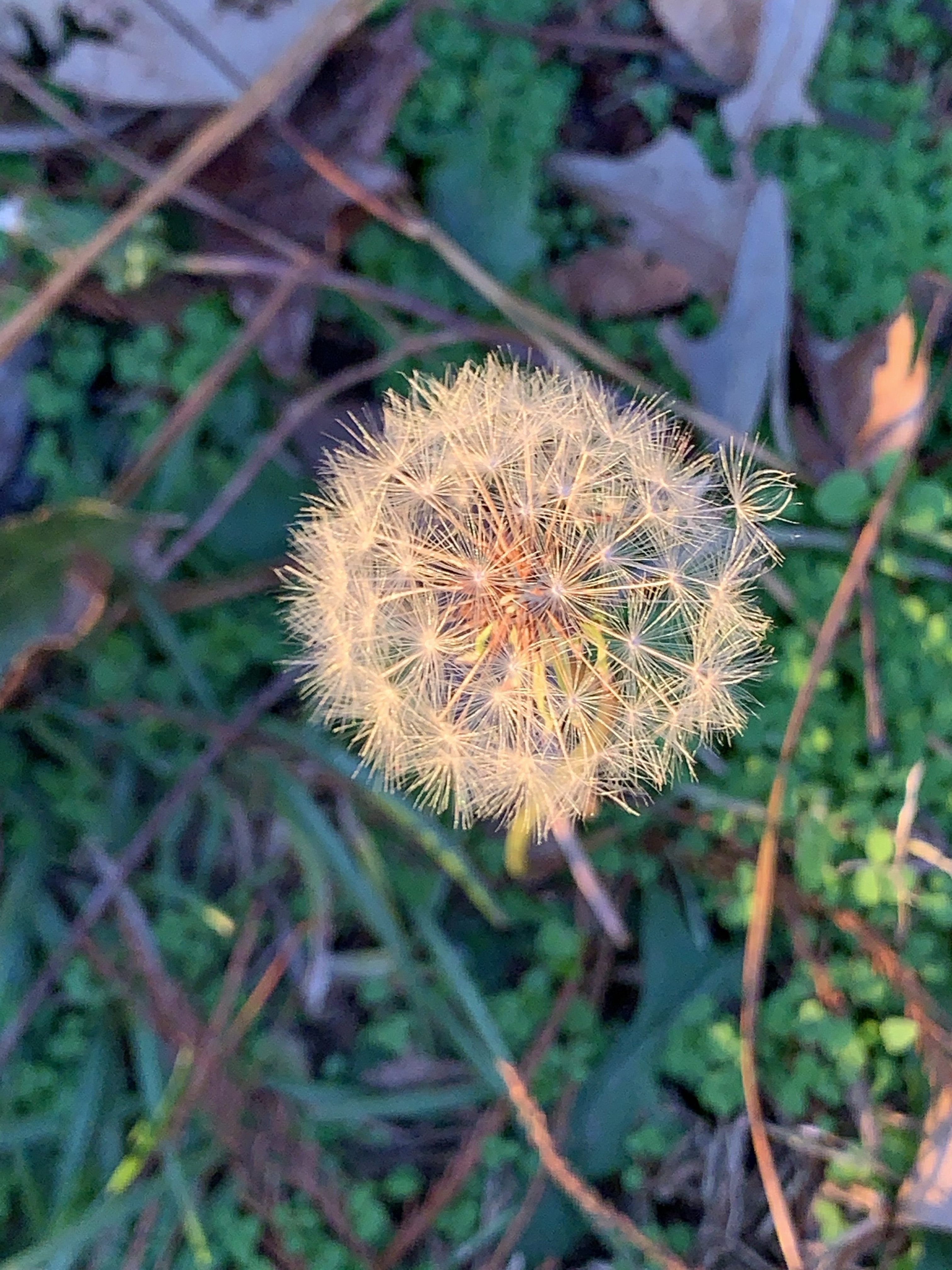 A8zcFDA7SX+dRlpnra9etw